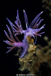 Flabellina affinis_July 2025
(CanonRF100,1/200, f13,iso100) by Antonio Venturelli 